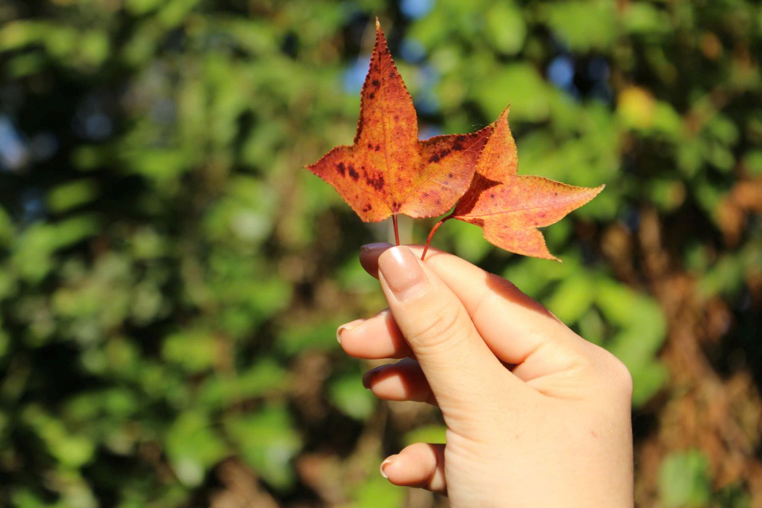 Lá phong hương rụng có màu đỏ rực